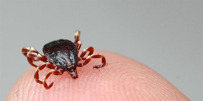 Kene Riski Devam Ediyor: Bakanlıktan 14 Günlük Takip Uyarısı