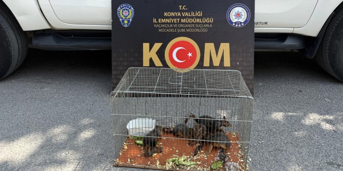 Konya'da Yasadışı Sincap Ticareti Operasyonu: 6 Hayvan Koruma Altına Alındı