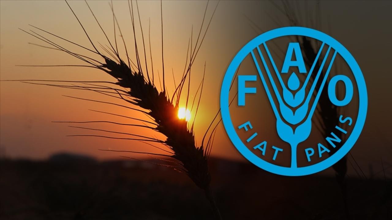Türkiye FAO Konsey Üyeliği İçin Seçildi: Gıda Güvenliğinde Yeni Dönem