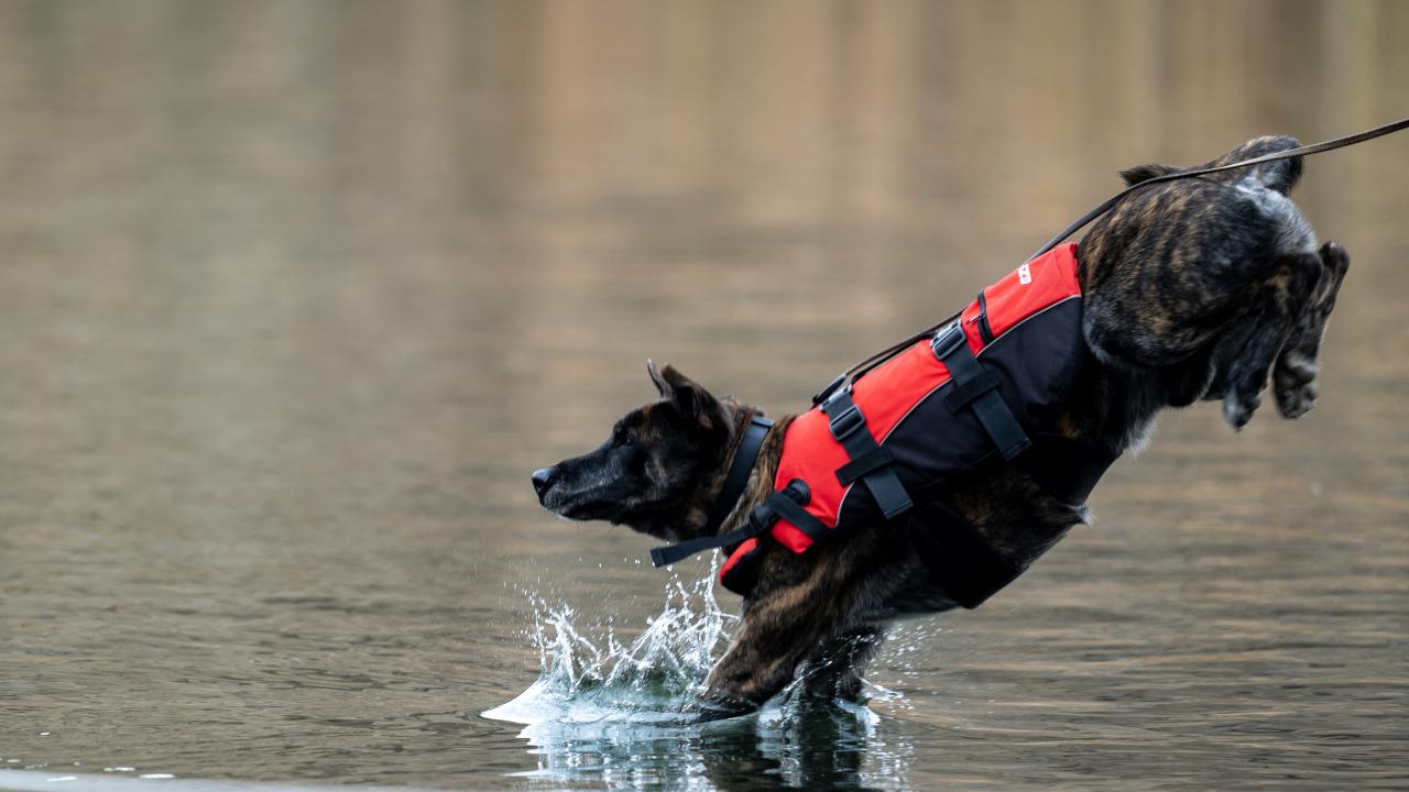 Jandarma'nın Arama Kurtarma Çalışmalarına Destek: Hassas Burunlu Kadavra Köpekleri