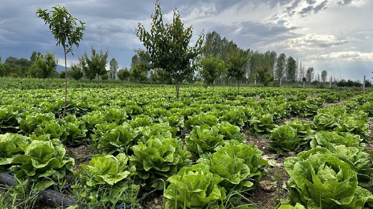 Dünyanın Pestisit Karnesi: Türkiye Avrupa Ortalamasının Altında