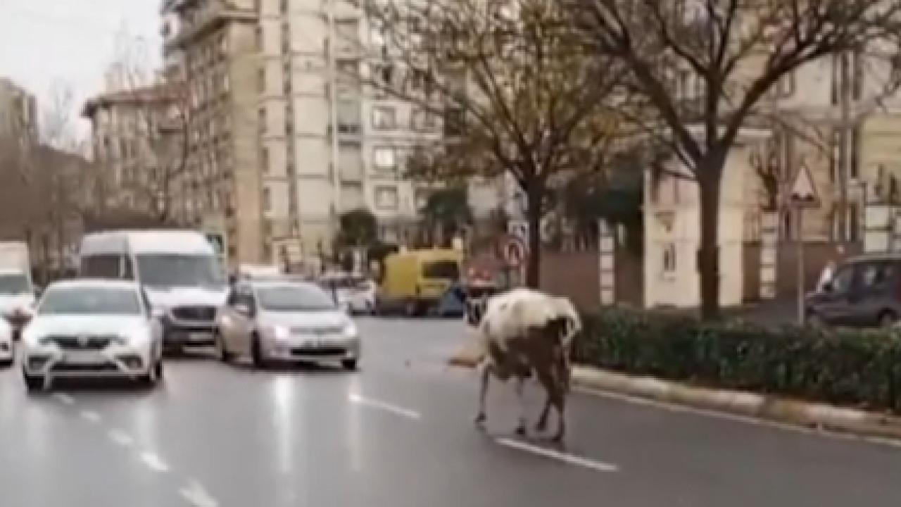 Trafikte Başıboş İnek Karmaşası