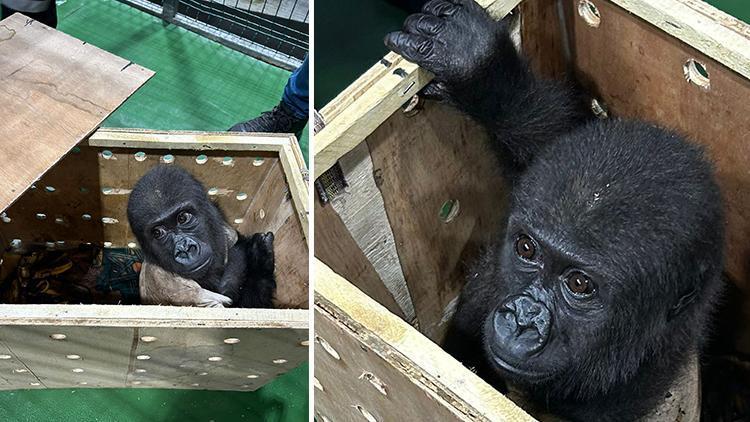 İstanbul Havalimanında Nesli Tükenmek Üzere Olan Goril Yavrusu Yakalandı