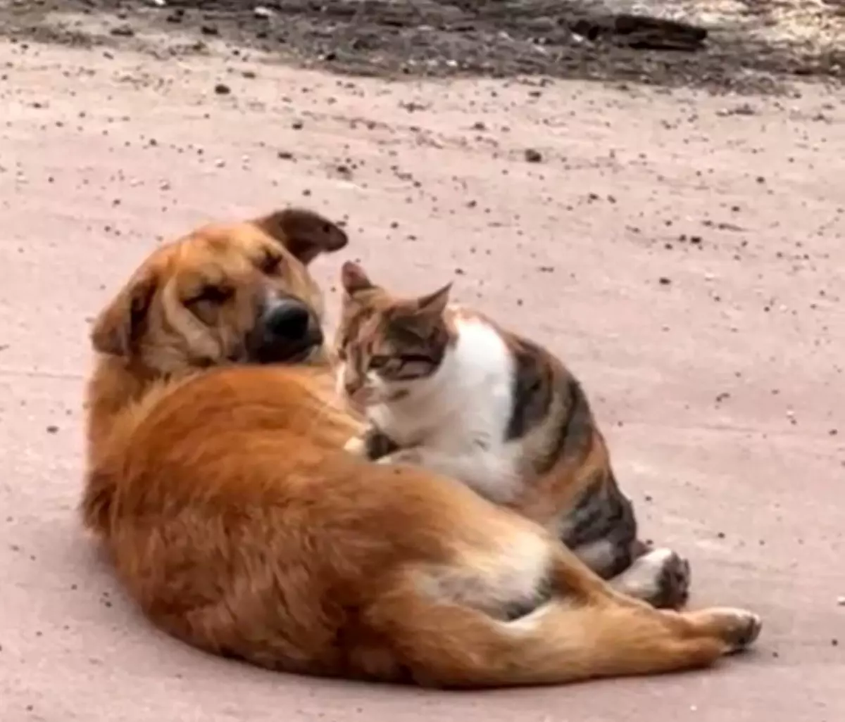 Düzce'de Kedi ve Köpeğin Sıcak Dostluğu Görenleri Şaşırttı