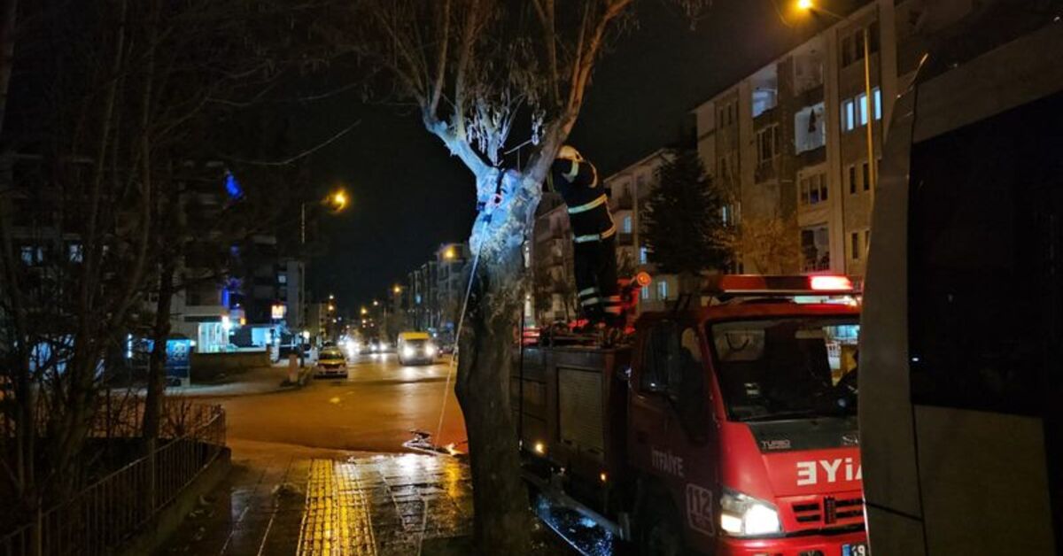 Çorum'da Kaldırımdaki Ağacın Gövdesi Alev Aldı