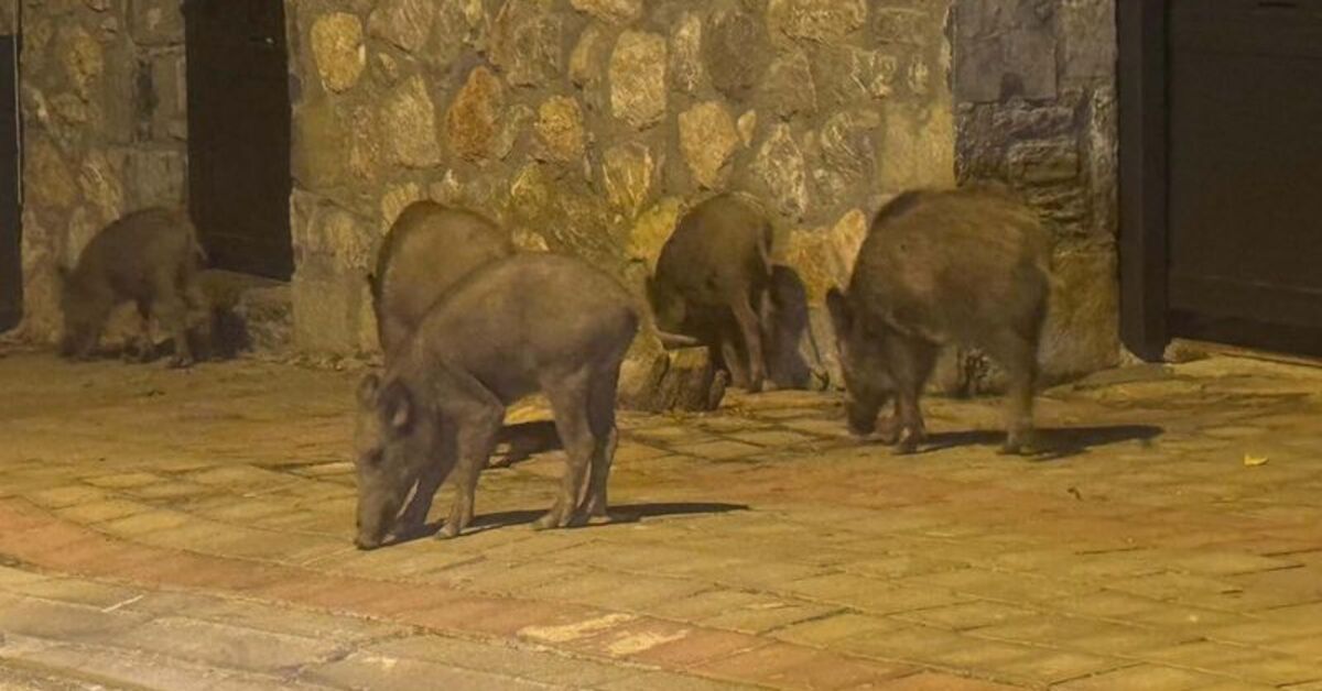 Muğla'da Yaban Domuzları ile Mücadele İçin Kararlar Alındı