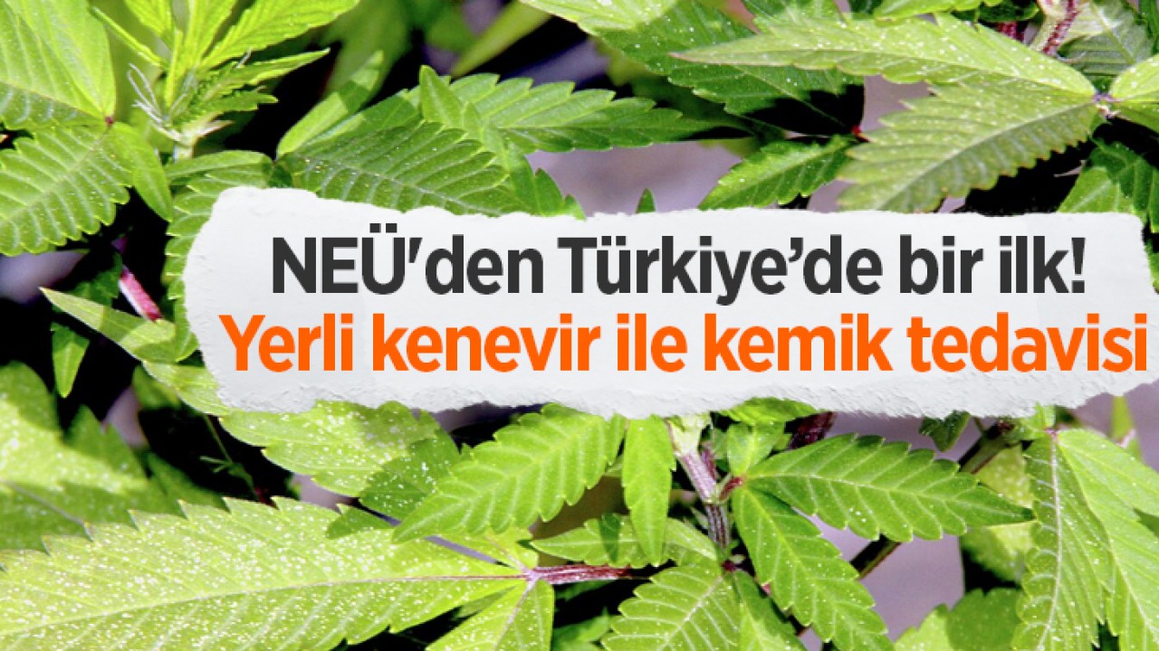 Türkiye'de Bir İlk: Kenevir ile Kemik Tedavisi Araştırması Desteklendi