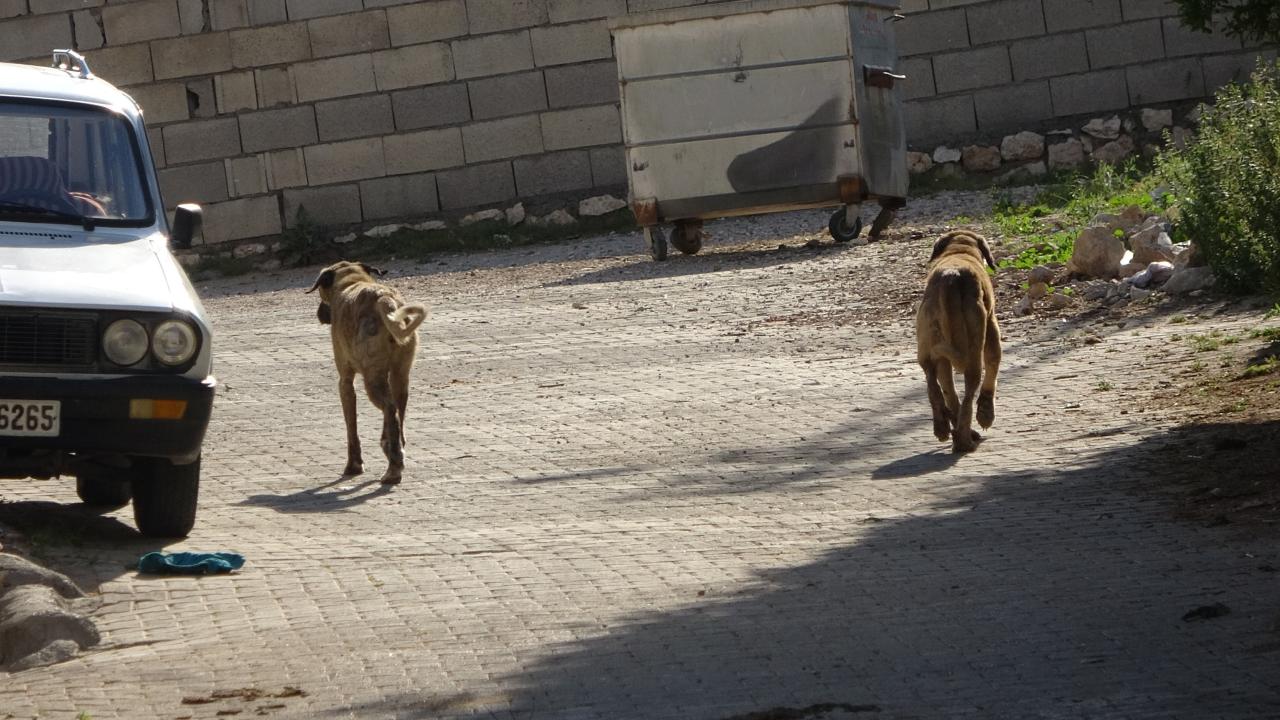 Adıyaman'da Başıboş Sokak Köpekleri Saldırısıyla Koyunlar Telef Oldu