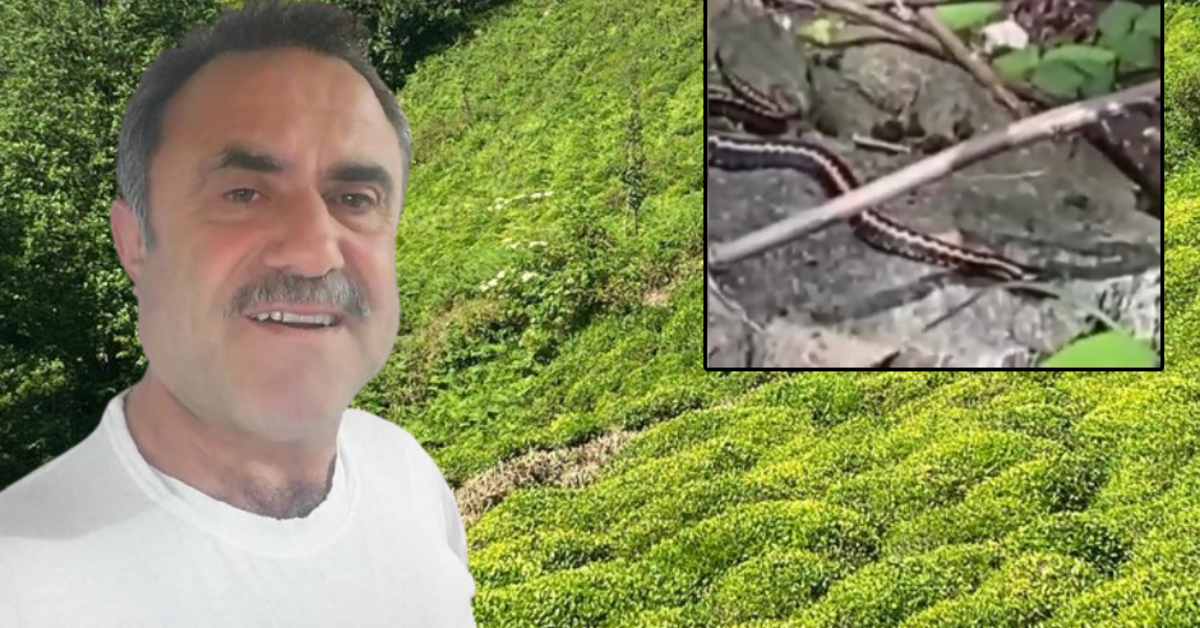 Artvin'de Kafkas Engereği Isırımı: Yoğun Bakımda Tedavi