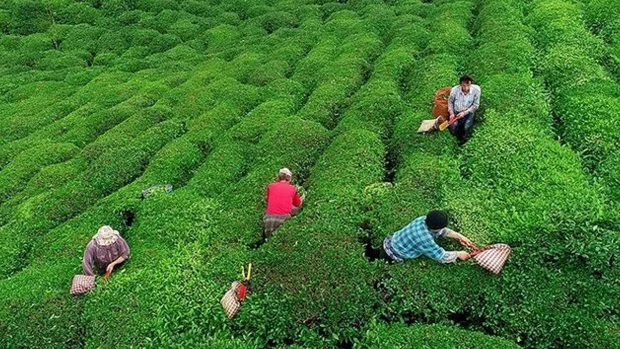2025 Yılı Yaş Çay Alım Fiyatı Açıklandı: Çay Üreticilerine 25,44 TL Destek