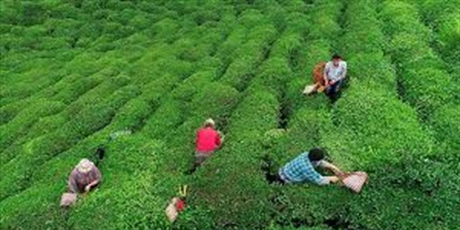 2025 Yılı Yaş Çay Fiyatı Açıklandı: ÇAYKUR, Üreticilere Destek Vermeye Devam Ediyor
