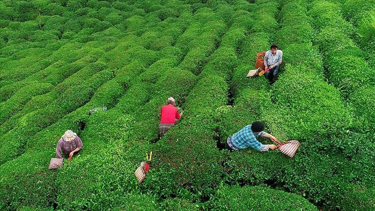 2025 Yaş Çay Alım Fiyatları Açıklandı: Çay Üreticileri İçin Yeni Fiyatlar