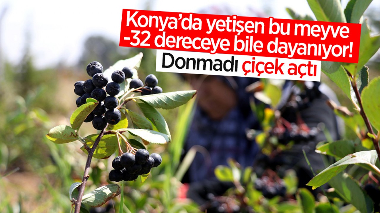 Konyalı Üreticinin 'Süper Meyve' Mucizesi: Donlara Rağmen Çiçek Açtı