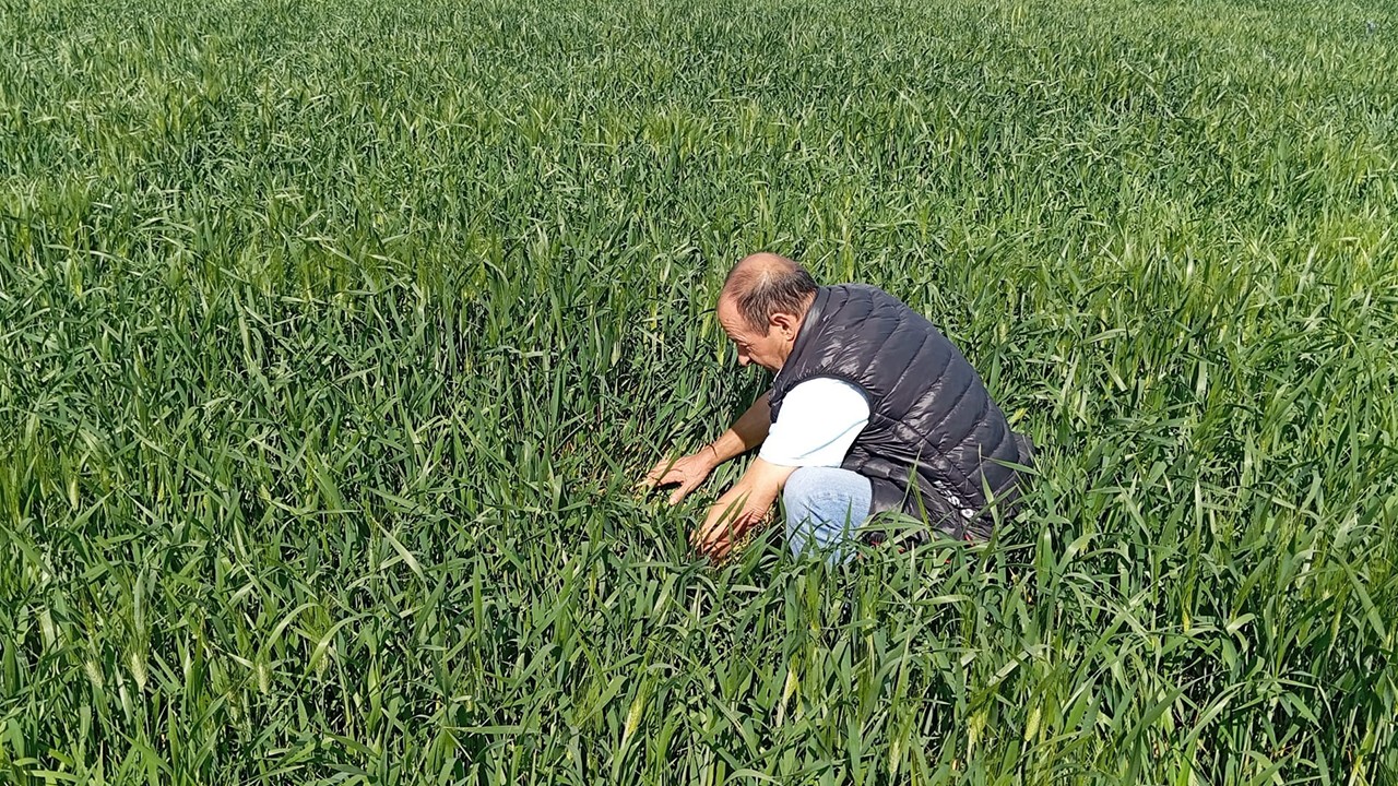 Ereğli'de Süne Alarmı: Tarım Müdürlüğü Sürvey Çalışmalarına Başladı