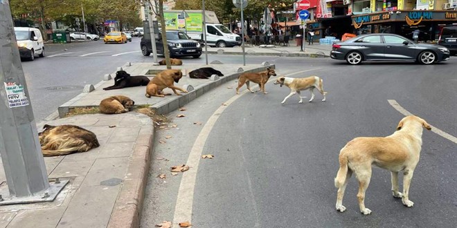 İnegöl'de Başıboş Köpekler Bir Çocuğa Saldırdı: Korku Dolu Anlar