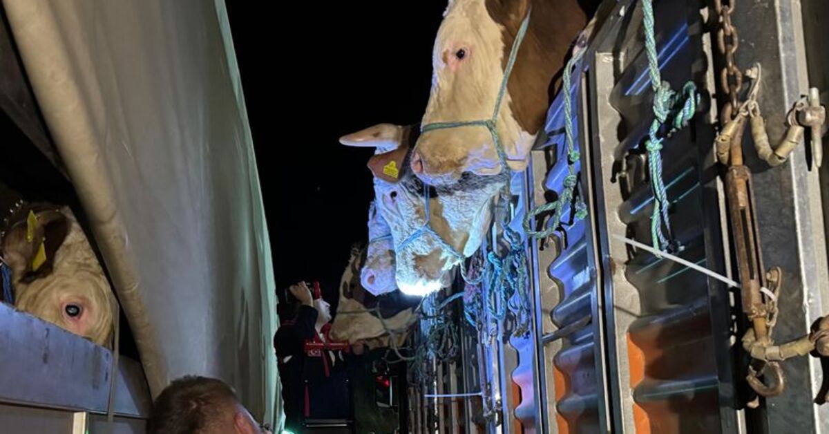 İstanbul'a Kurbanlık Hayvan Girişleri Başladı