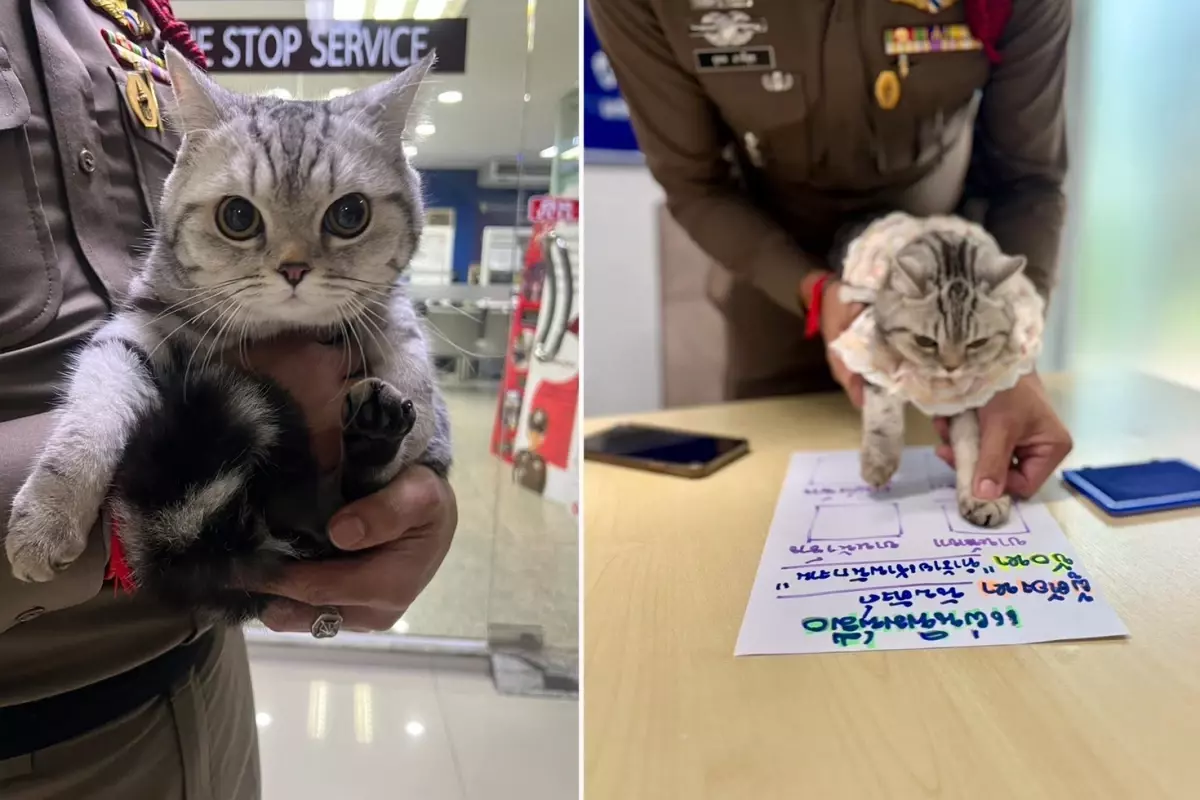 Bangkok'ta Polisleri Isıran Kedi Sabıka Kaydıyla Gündem Oldu