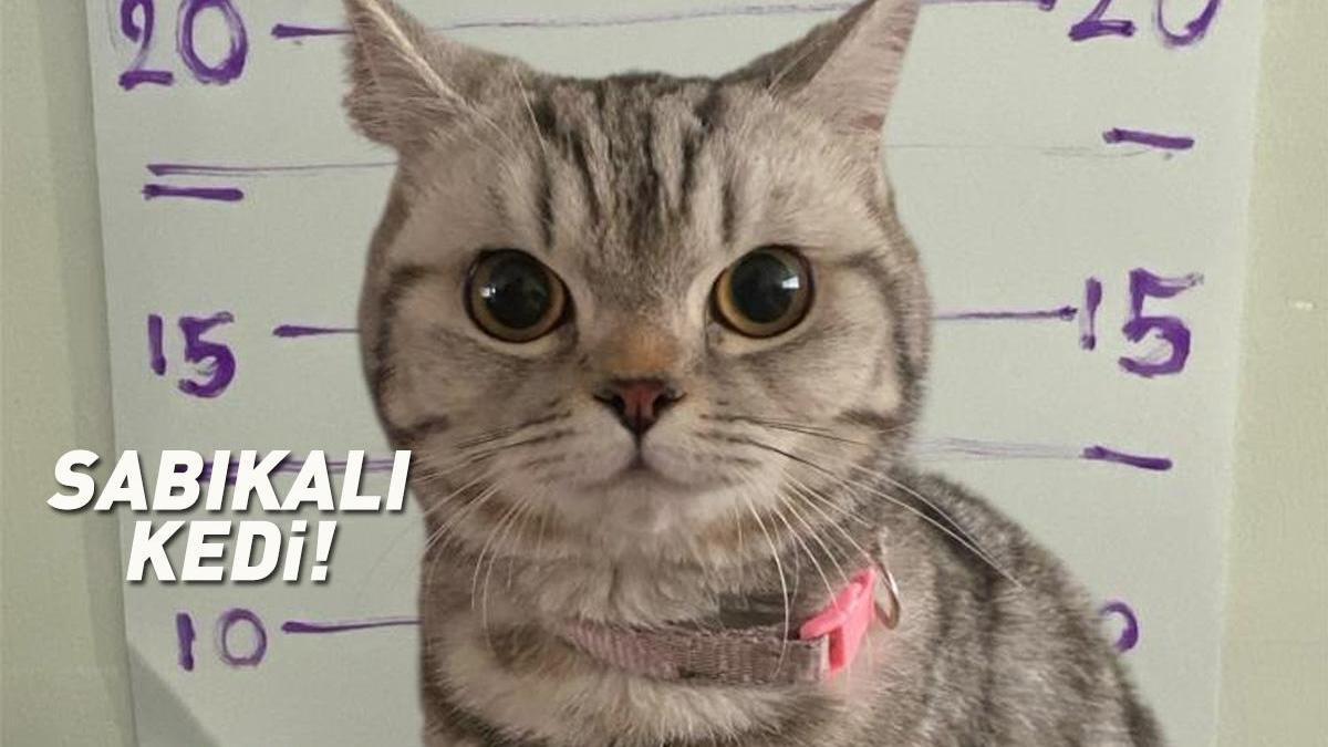 Bangkok'ta Polisleri Isıran Kedi Gündem Oldu
