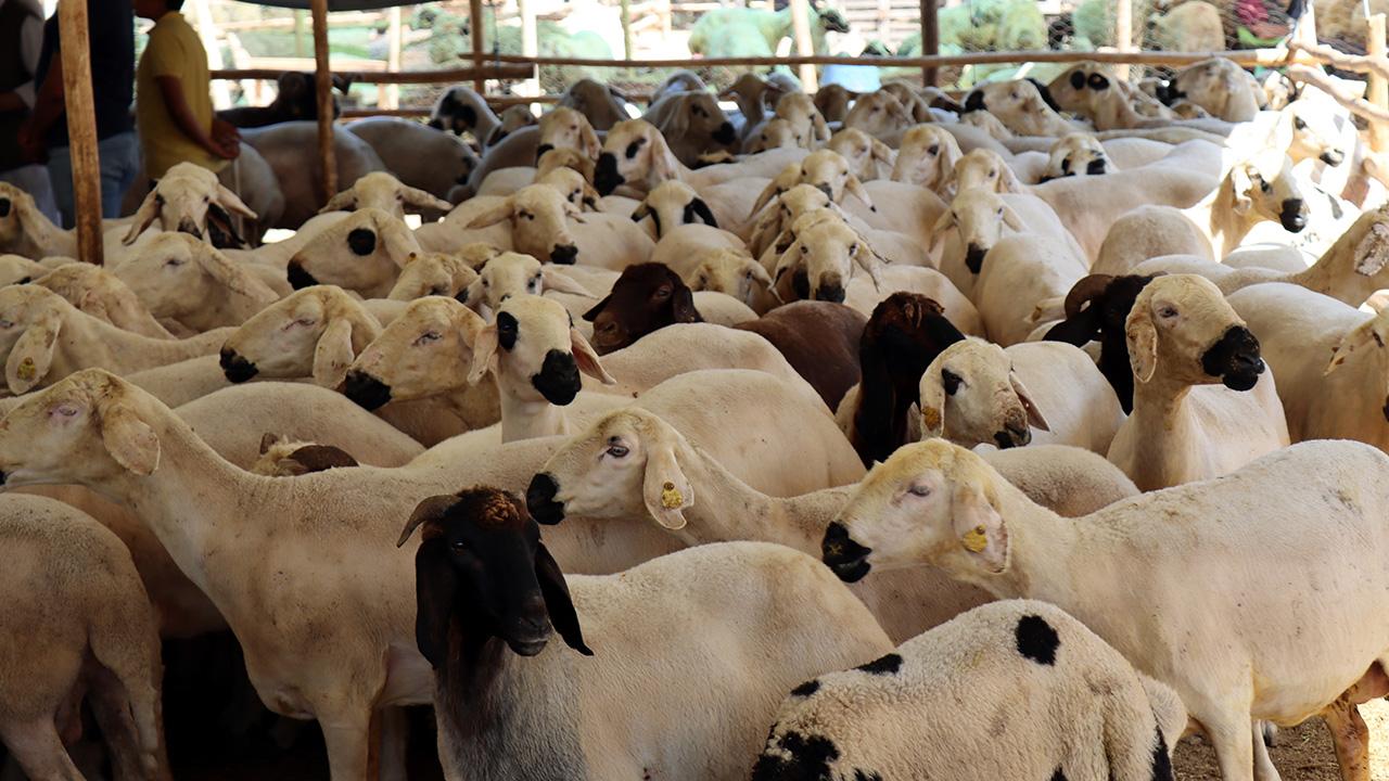 Kurban Bayramı 2024: Kurban Kesim Vakti ve Taksitle Kurban Alma İmkanı