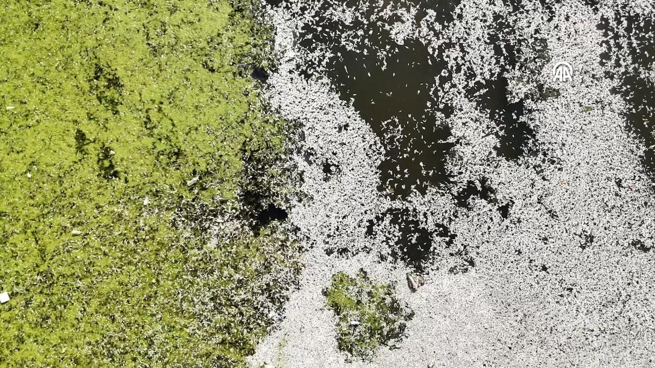 Necef'te Toplu Balık Ölümleri: Oksijen Eksikliği Sebebiyle