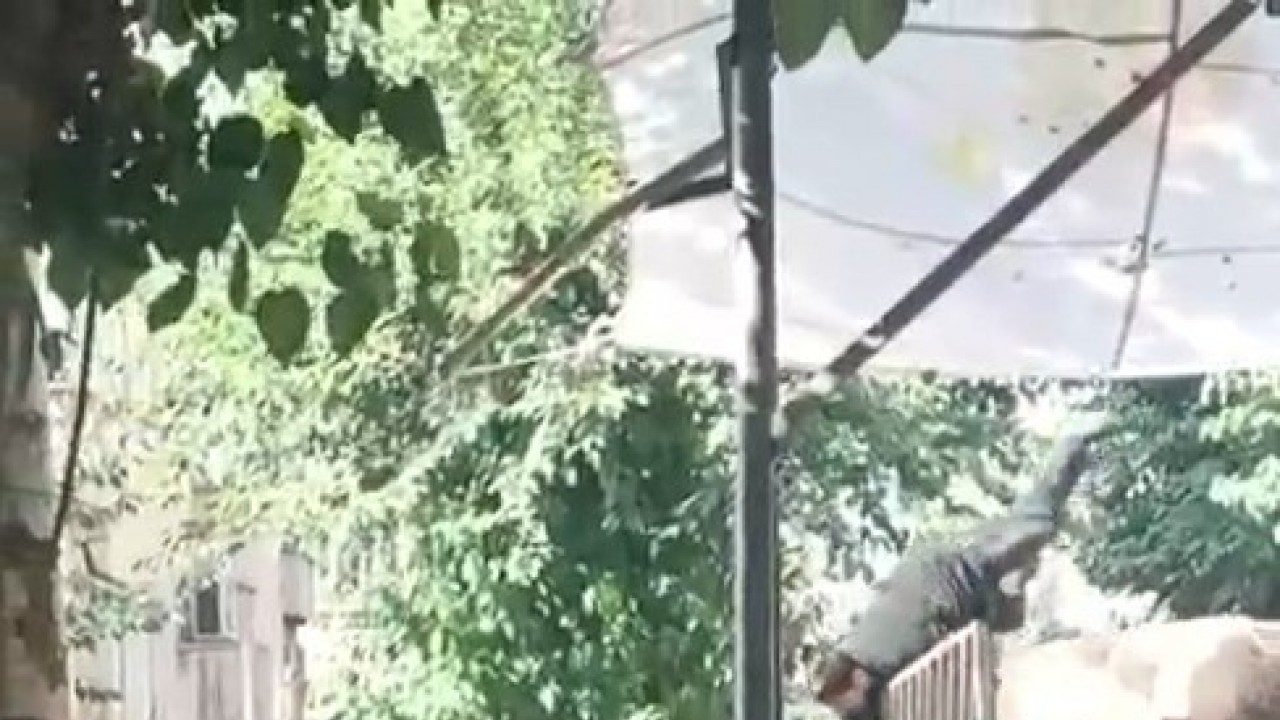 Şanlıurfa'da Kızgın Boğa Kasabayı Korkuttu: Kasap Ölümden Döndü