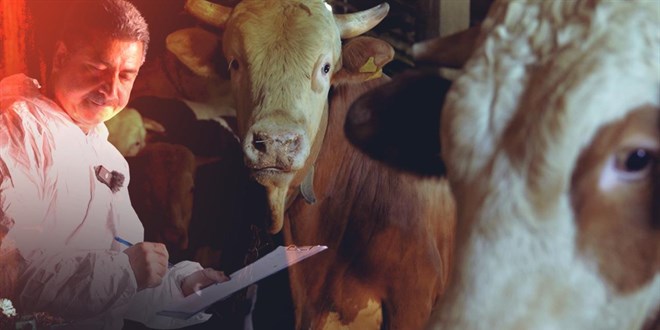Kurban Bayramı Öncesinde 375 Bin Kurbanlık Hayvan ve 18 Bin 861 Gıda İşletmesi Denetlendi
