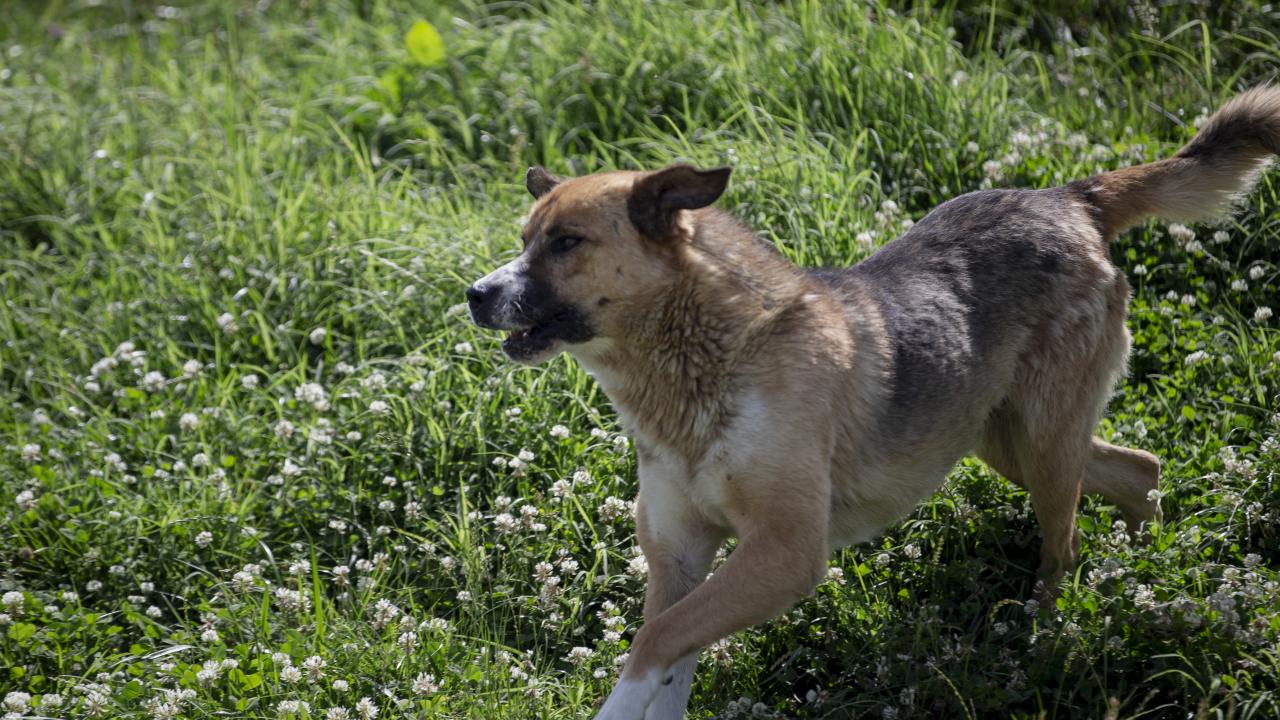 Bursa'da Köpeğini Gezdiren Kadına Köpek Saldırısı: Yaralanan Kadın ve Hayvanı Tedavi Altında