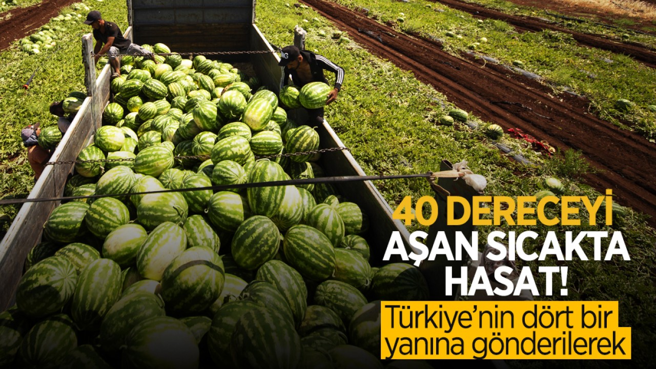 Diyarbakır Karpuzunda Hasat Devam Ediyor: Sıcak Havaya Rağmen Bereketli Verim