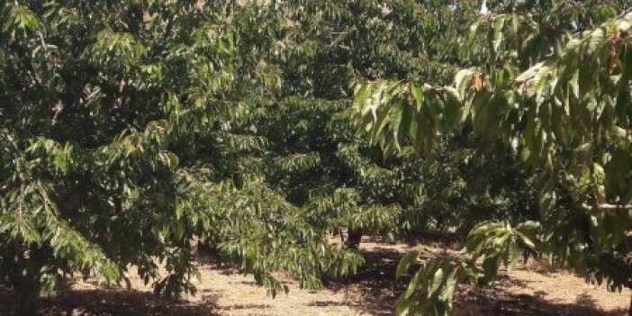 Konya'da Kiraz ve Bağ Bahçelerinde Zararlı Mücadelesi Yapıldı