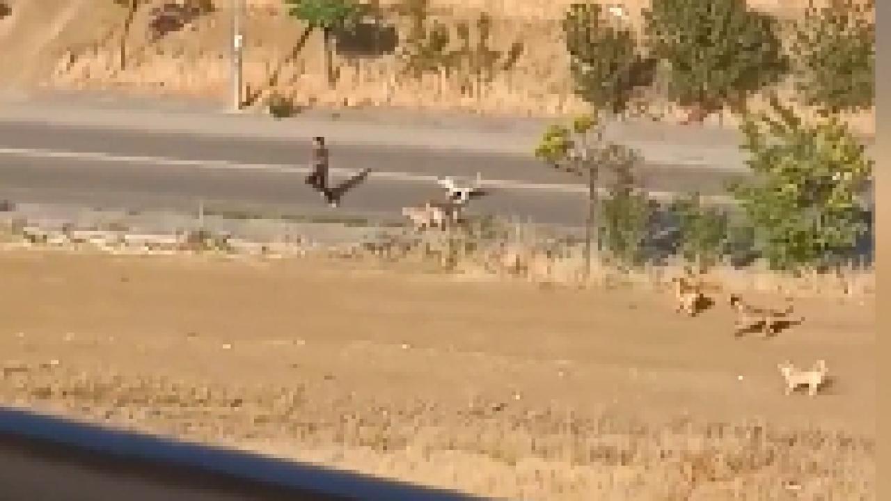 Ankara'da Başıboş Köpek Saldırısı: Vatandaş Son Anda Kurtarıldı