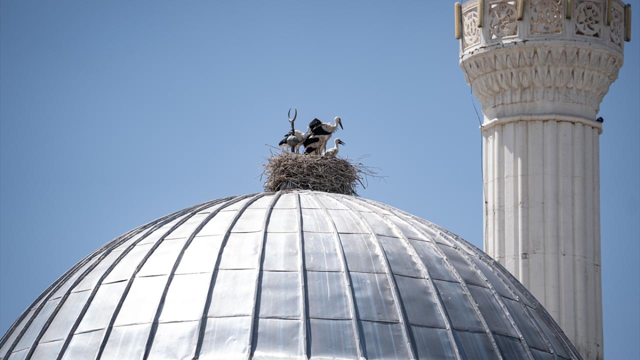 Erzurum'da Cami Tepesine Yerleşen Leylek Ailesi Mahalle Sakinlerini Sevindirdi