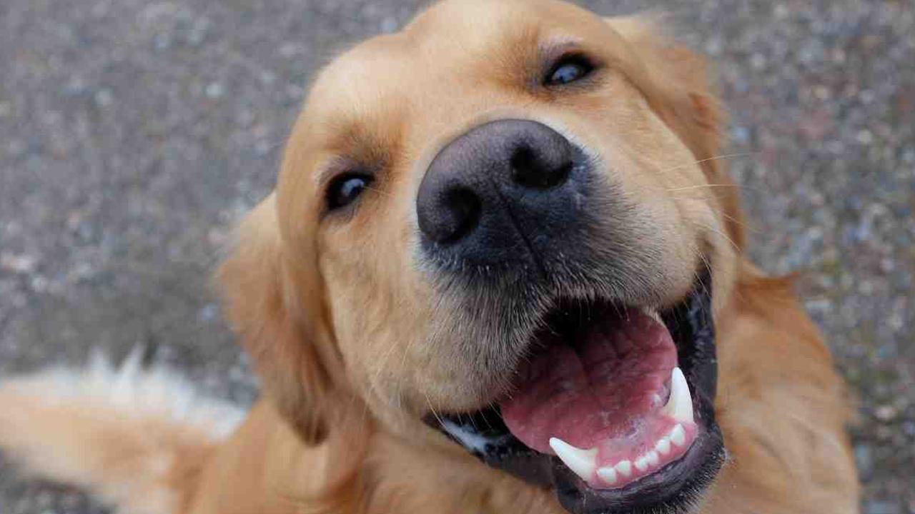 Parkinson Hastalığı Tespitinde Köpeklerin Başarısı Yüzde 98'e Ulaştı
